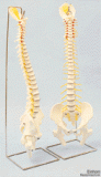 Stativ für flexible Wirbelsäule