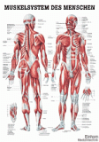 anat. Lehrtafel: Männliches Muskelsystem 70 x 100 cm, laminiert