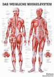 anat. Lehrtafel: Weibliches Muskelsystem 70 x 100 cm, laminiert