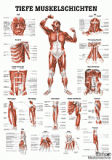 anat. Lehrtafel: Tiefe Muskeln Frontansicht 70 x 100 cm, laminiert