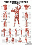 anat. Lehrtafel: Tiefe Muskeln Rückansicht 70 x 100 cm, laminiert
