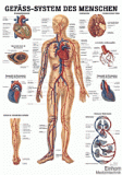 anat. Lehrtafel: Gefäßsystem des Menschen 70 x 100 cm, Papier