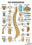 anat. Lehrtafel: Die Wirbelsäule 70 x 100 cm, laminiert