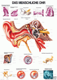 anat. Lehrtafel: Das menschliche Ohr 70 x 100 cm, Papier
