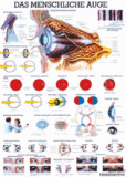 anat. Lehrtafel: Das menschliche Auge 70 x 100 cm, Papier