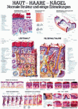 anat. Lehrtafel: Haut - Haare - Nägel 70 x 100 cm, Papier