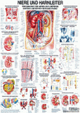 anat. Lehrtafel: Niere und Harnleiter 70 x 100 cm, laminiert