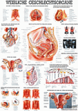 anat. Lehrtafel: Weibl.Geschlechtsorgane 70 x 100 cm, Papier