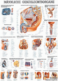 anat. Lehrtafel: Männl.Geschlechtsorgane 70 x 100 cm, laminiert