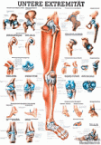 anat. Lehrtafel: Die untere Extremität 70 x 100 cm, laminiert