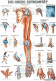 anat. Lehrtafel: Die obere Extremität 70 x 100 cm, Papier