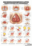 anat. Lehrtafel: Beckenbodenmuskulatur 70 x 100 cm, laminiert