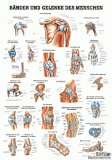 anat. Lehrtafel: Bänder und Gelenke 70 x 100 cm, Papier