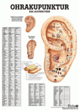anat. Poster: Ohrakupunktur 50 x 70 cm, Papier, zweisprachig (Deutsch und Englisch)