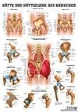 anat. Lehrtafel: Hüfte & Hüftgelenk 70 x 100 cm, Papier