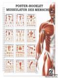 Mini-Poster Booklet: Muskulatur