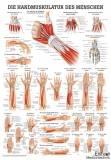 anat. Poster: Handmuskulatur des Menschen 50 x 70 cm, Papier